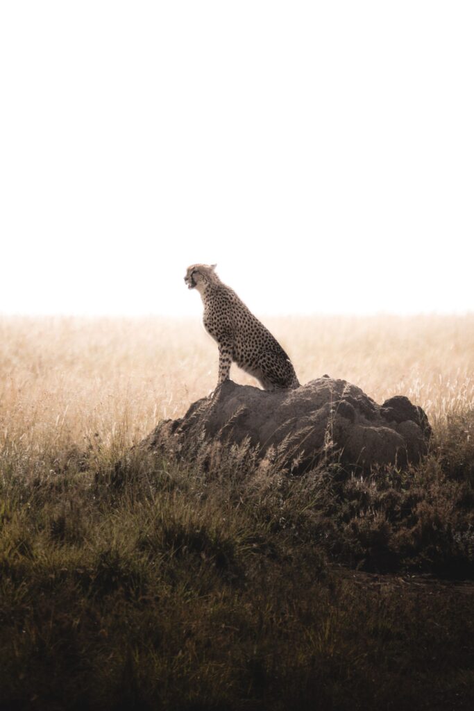 Tanzania safari itinerary