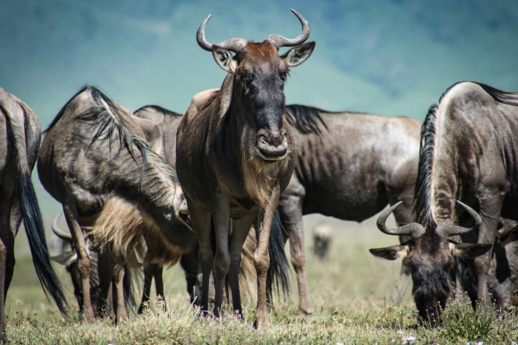 Northern Tanzania safari