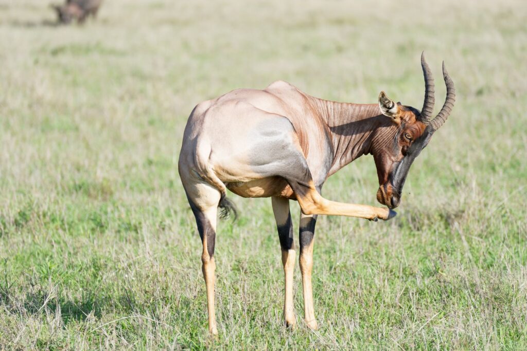 Tanzania safari cost