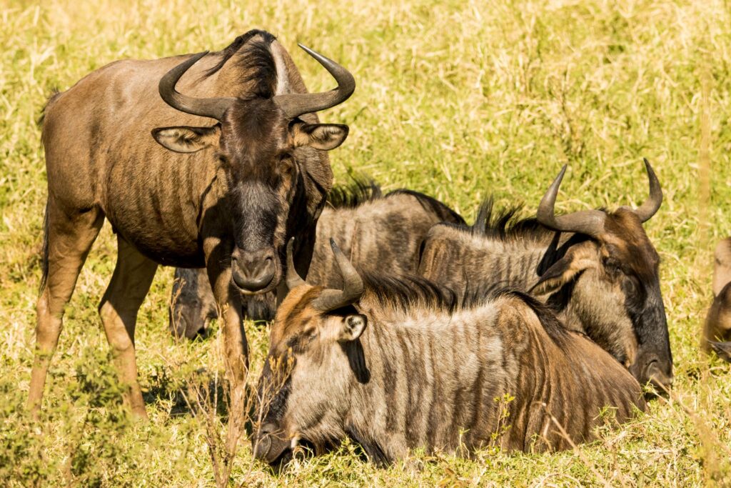 Southern Tanzania safari