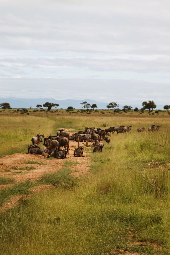 Mara River Crossing Safari