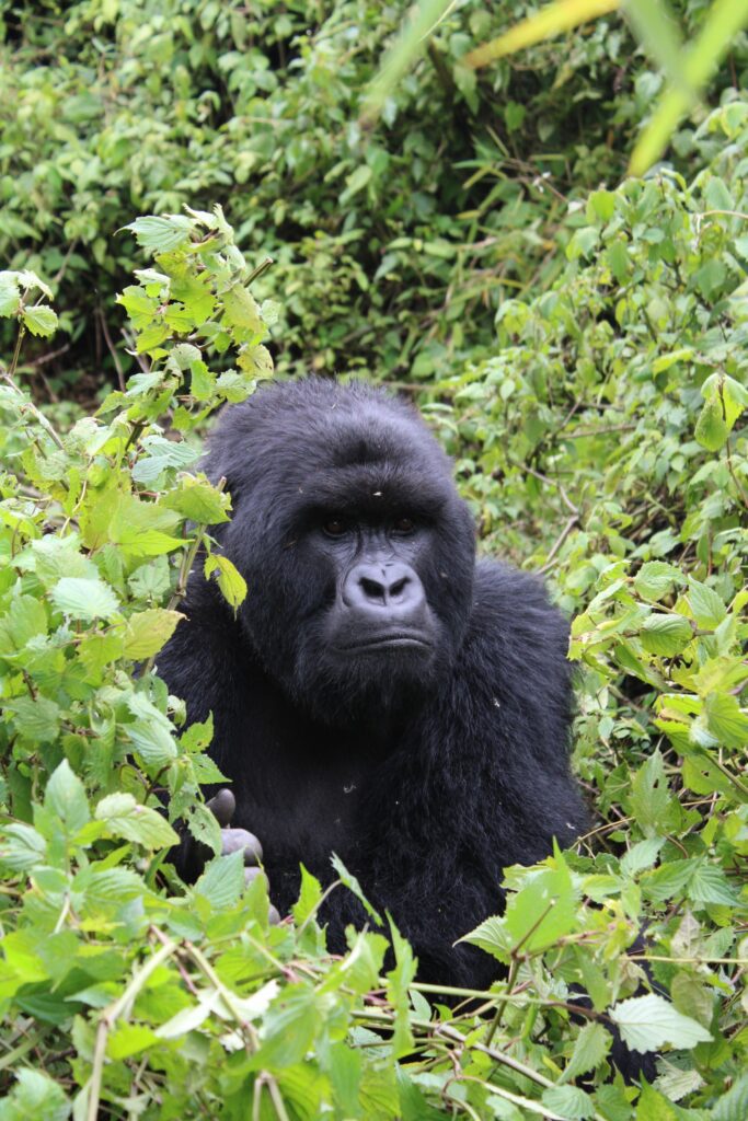 Uganda & Rwanda Primates
