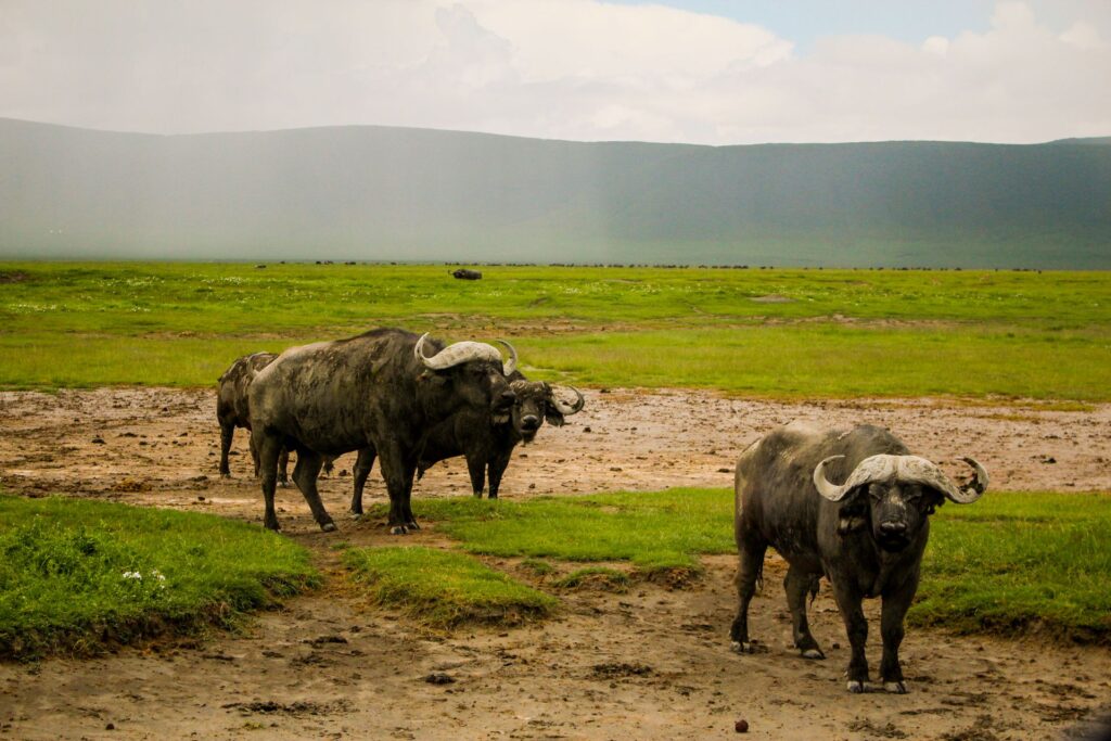 Ngorongoro Crater Safari