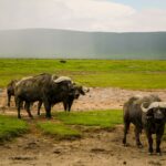 Ngorongoro Crater Safari: Wildlife & Travel Guide