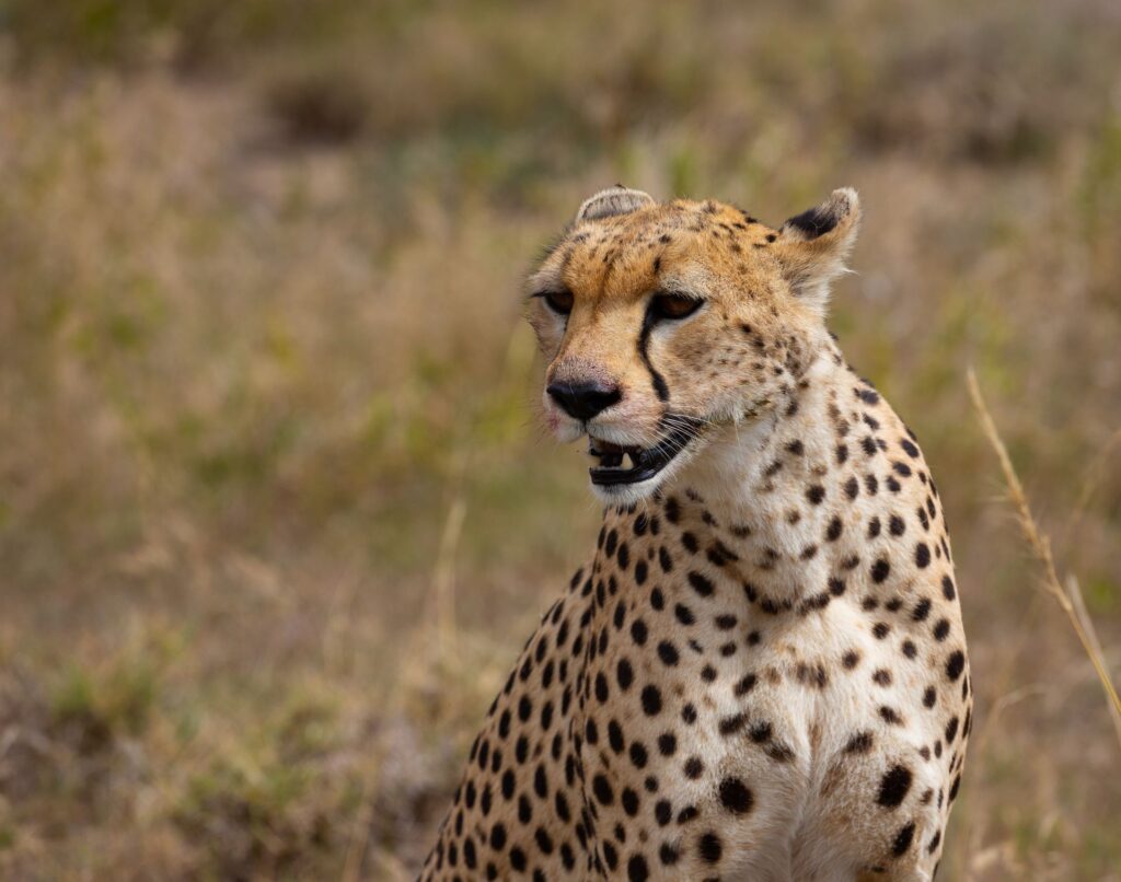 Northern Serengeti Safari