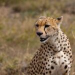 Northern Serengeti Safari: Great Migration Guide