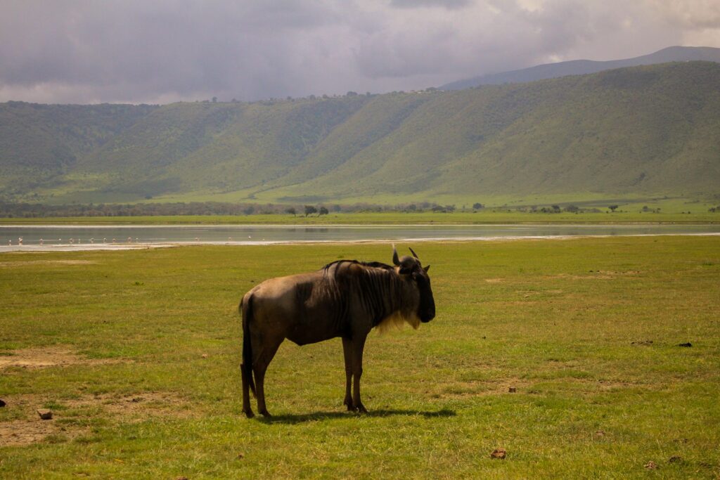 Ngorongoro Safari