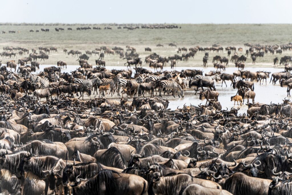 Serengeti Great Migration