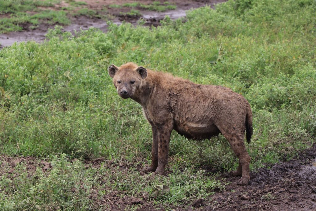 Tanzania safari packages