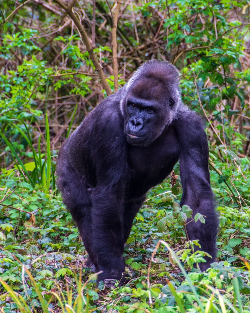 what to expect on a gorilla trek