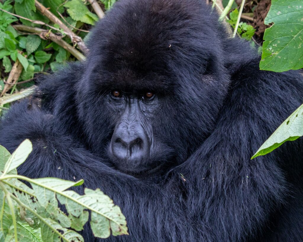 how fit do you need to be for gorilla trekking