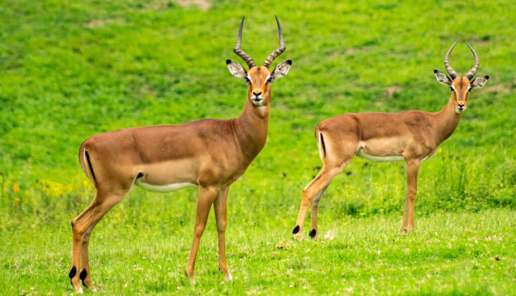 Serengeti Safari Packages
