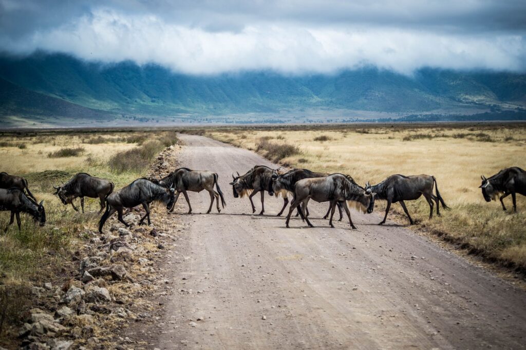 Tanzania safari tours