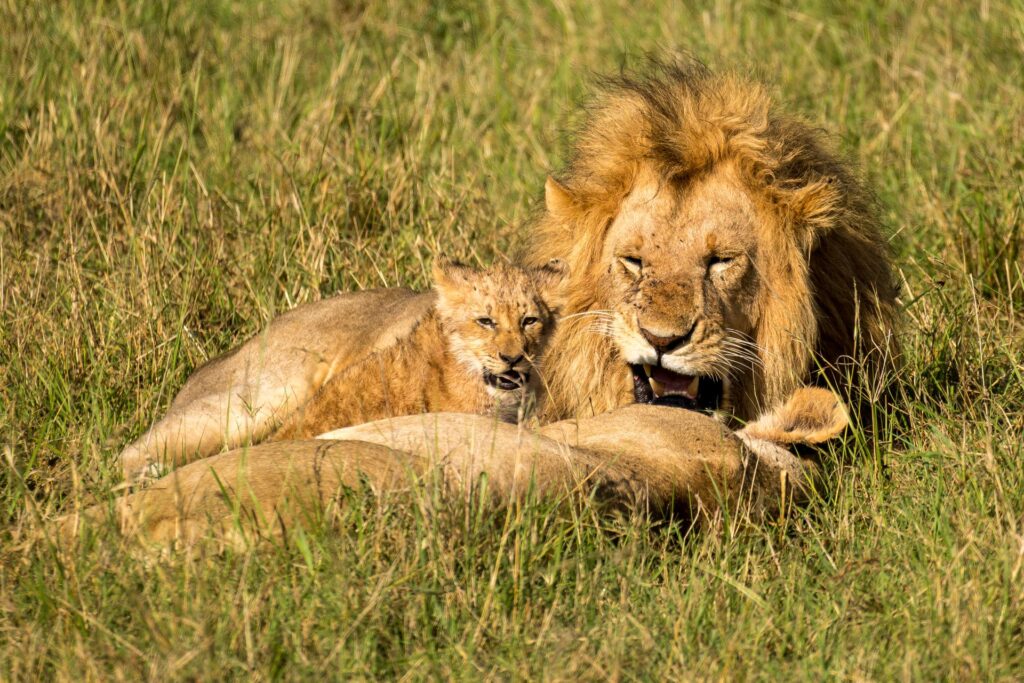 Serengeti safari from Arusha
