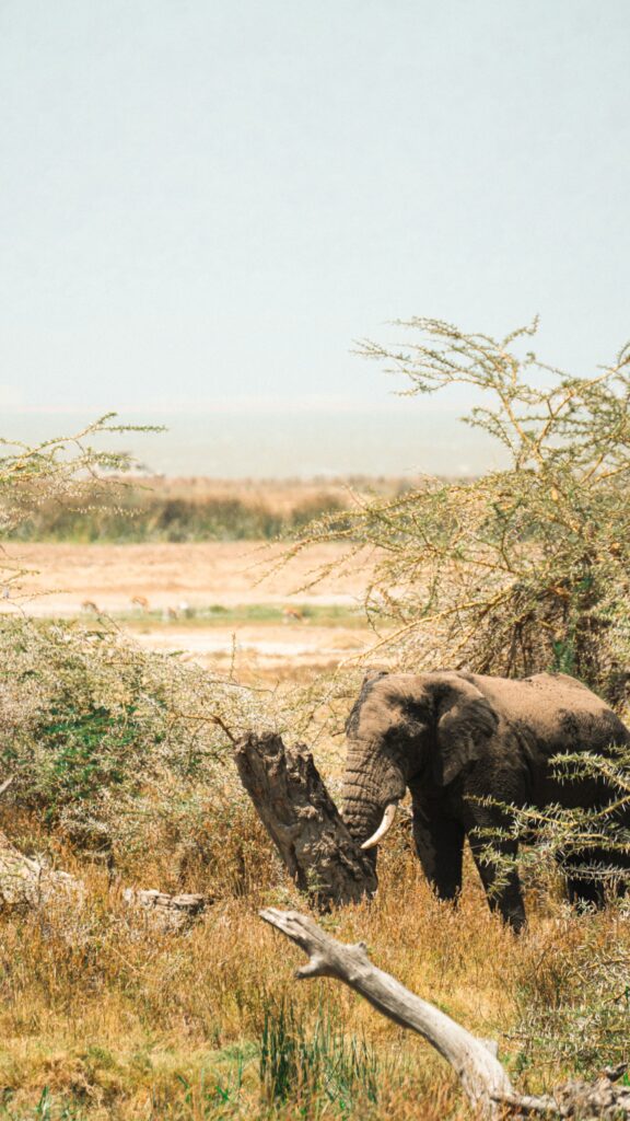 Tanzania safari from Arusha