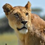 Central Serengeti Safari: Wildlife & Travel Tips