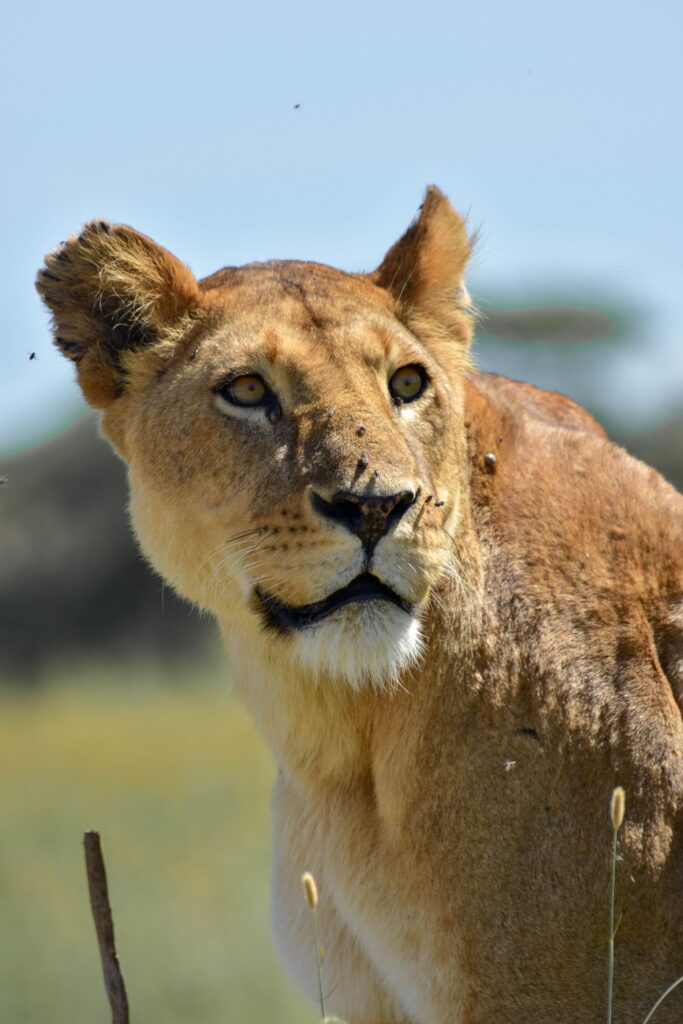Central Serengeti Safari