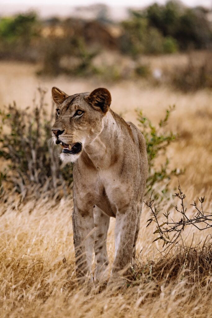 Great Migration Safari Tanzania