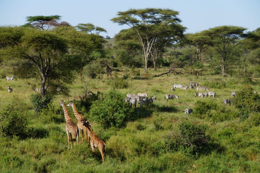 Southern Circuit safari