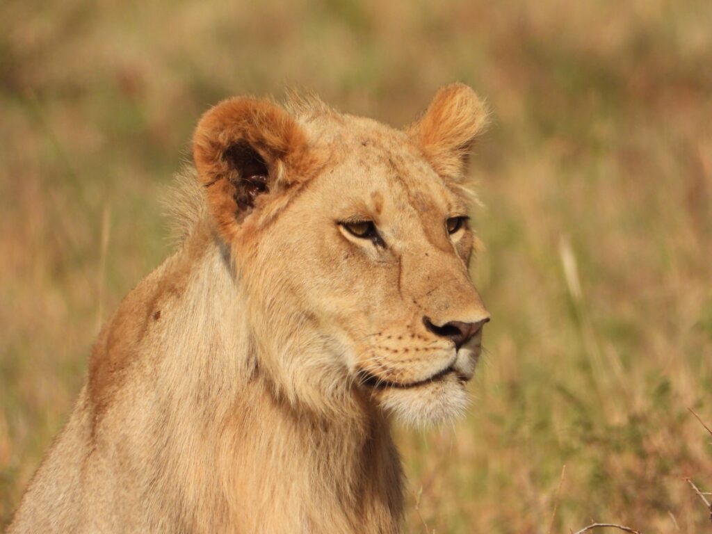 Serengeti National Park safari
