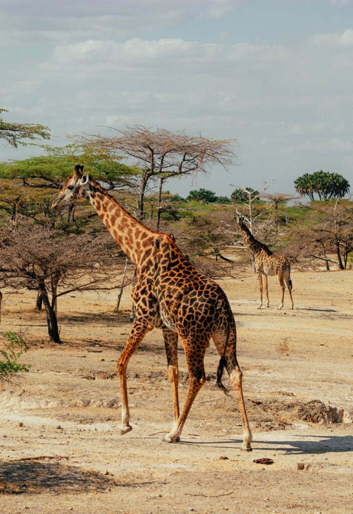 Best Tanzania Safari