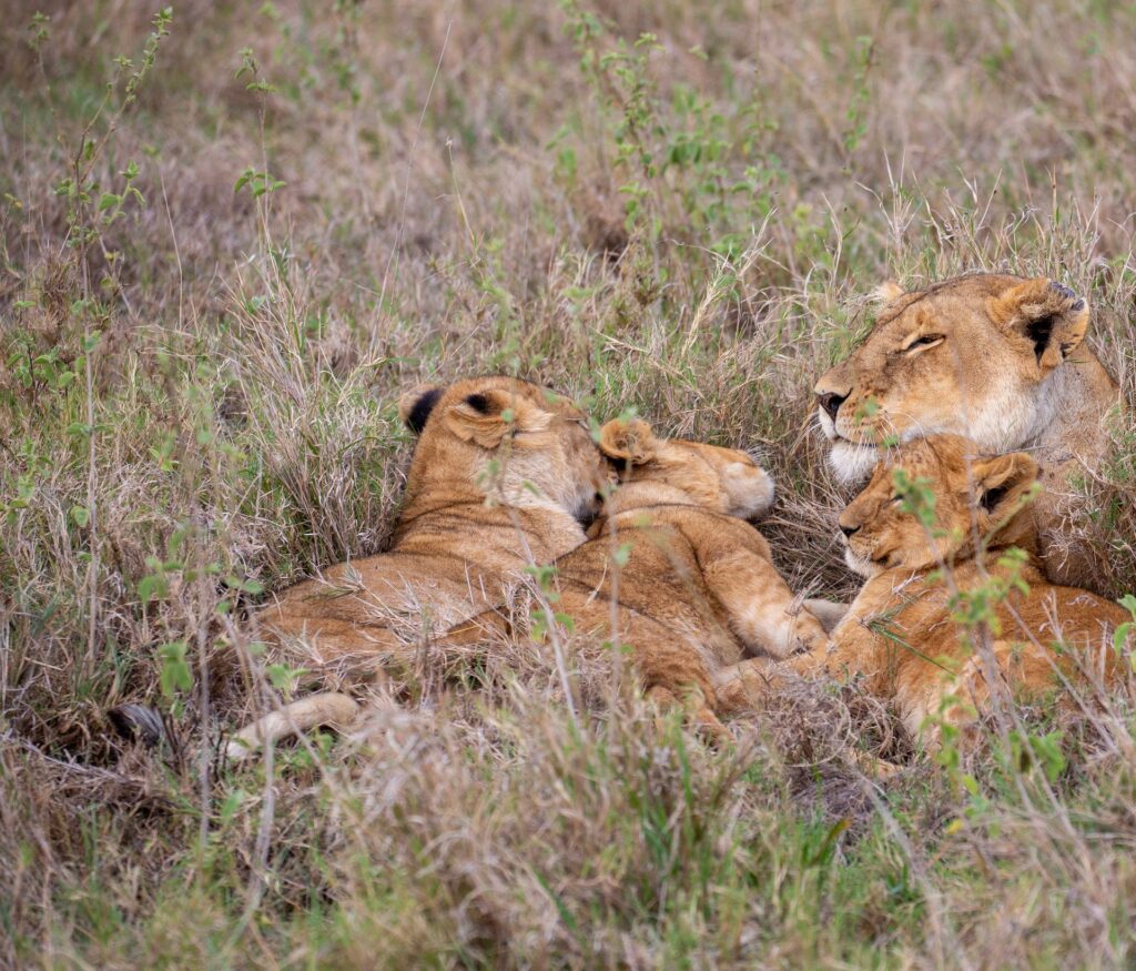 Serengeti safari