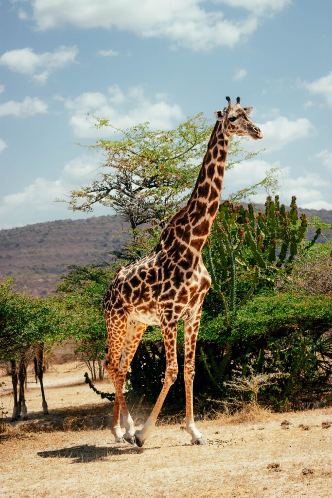 Tanzania safari price