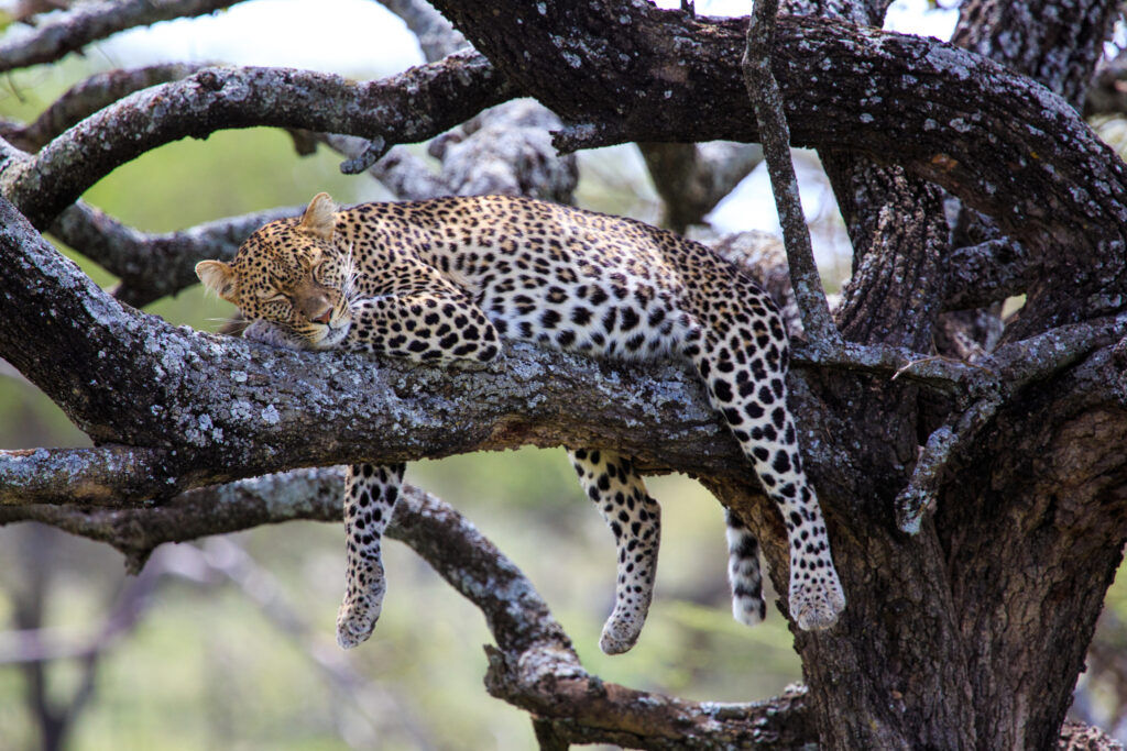 family safari in Tanzania