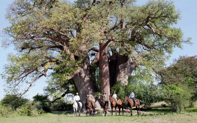 2015-02-09-chapmans_baobab_