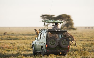 77-772638_getty-5b3b602e46e0fb0037bf377c-serengeti-park-tanzania (1)