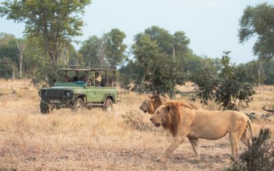 Game drive in the Serengeti