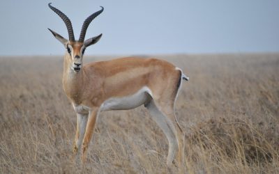 4 Day Tanzania Budget Safari