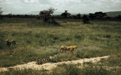 4 Day Tanzania Budget Safari