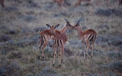 4 Day Tanzania Budget Safari