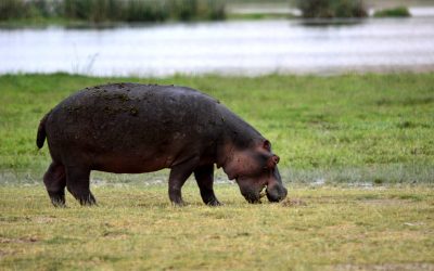 4 Day Tanzania Budget Safari