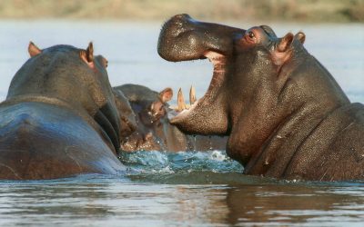 3 day Tanzania safari at Lake Manyara and Ngorongoro Crater