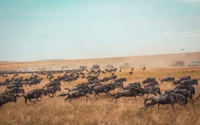 Masai-Mara-National-Park-Kenya-safaris-3-1536x1052