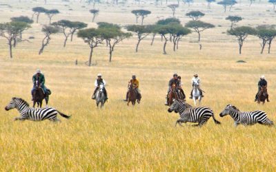 Offbeat-Safaris-Riding-with-zebras-scaled
