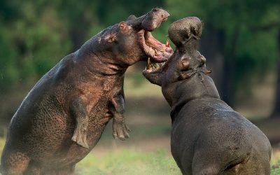 RR-Hippos-May-2015